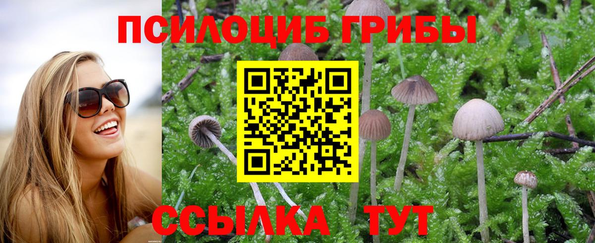 Майкоп  Псилоцибиновые грибы Psilocybe  Вход с VPN 